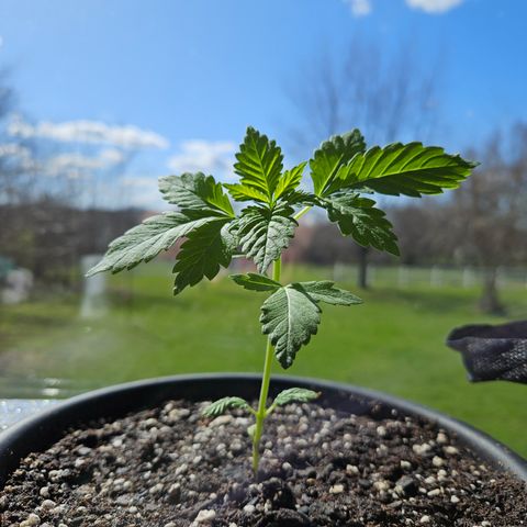 Blueberry growlog photo: Holy growth spurt! 😃