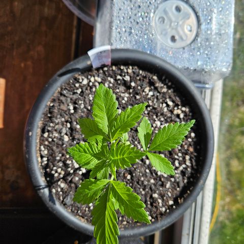 Blueberry growlog photo: Holy growth spurt! 😃