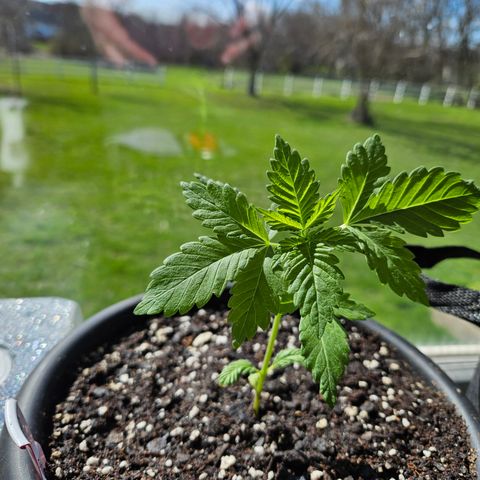 Blueberry growlog photo: Holy growth spurt! 😃