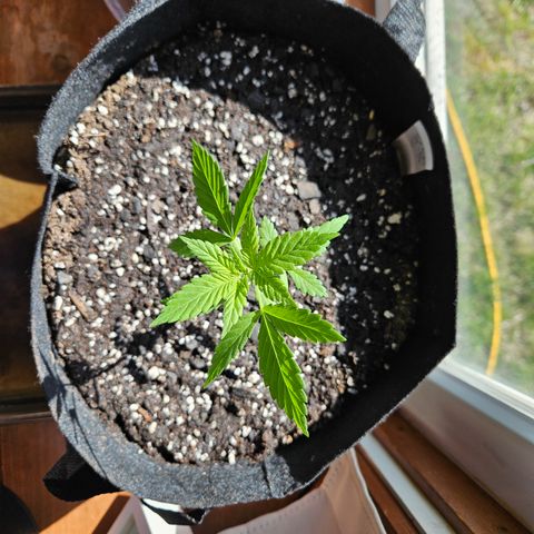 Blue Dream growlog photo: Holy growth spurt! 😃