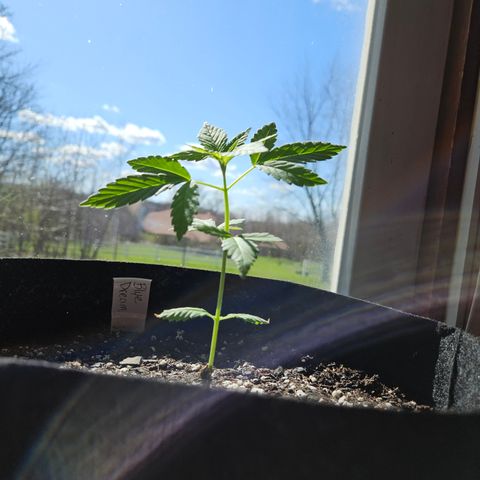 Blue Dream growlog photo: Holy growth spurt! 😃