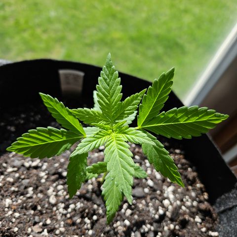 Blue Dream growlog photo: Holy growth spurt! 😃