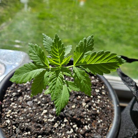 Blueberry growlog timeline photo