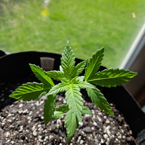 Blue Dream growlog timeline photo