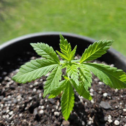 Cannatonic growlog photo: Holy growth spurt! 😃