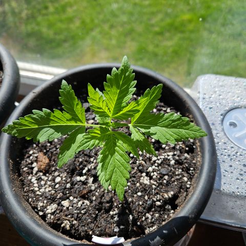 Harlequin growlog timeline photo