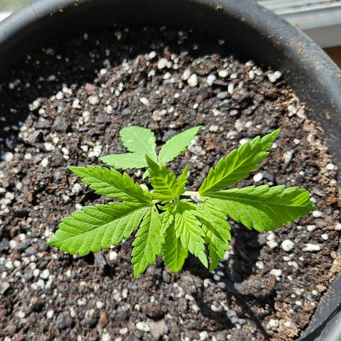 Cannatonic growlog photo: Holy growth spurt! 😃
