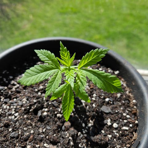 Cannatonic growlog timeline photo