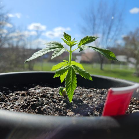 Cannatonic growlog photo: Holy growth spurt! 😃