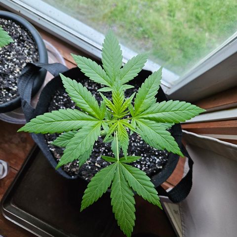 Blue Dream growlog timeline photo