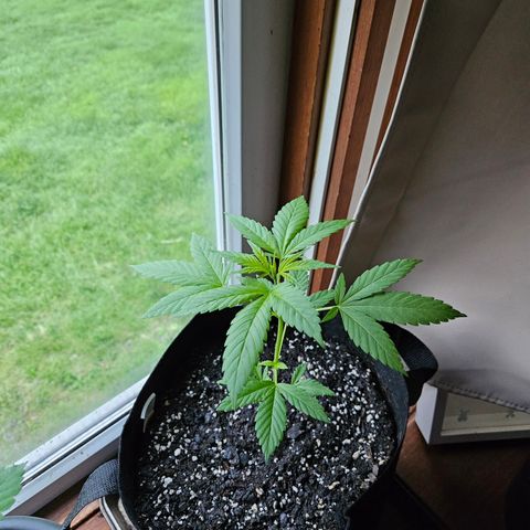 Blue Dream growlog timeline photo