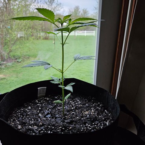 Blue Dream growlog timeline photo