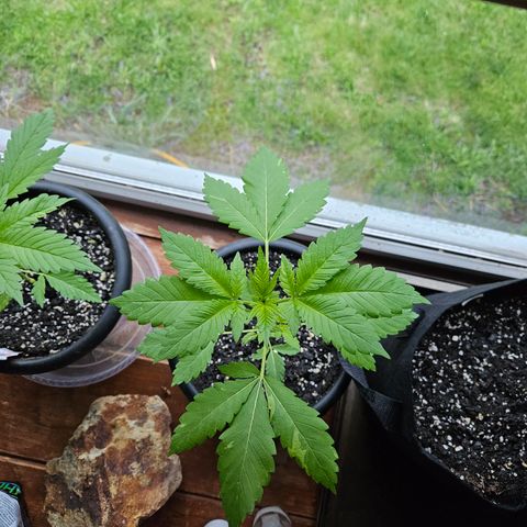 Blueberry growlog timeline photo