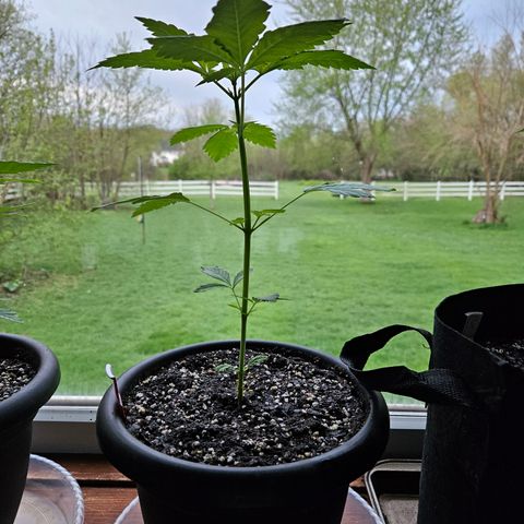 Blueberry growlog timeline photo