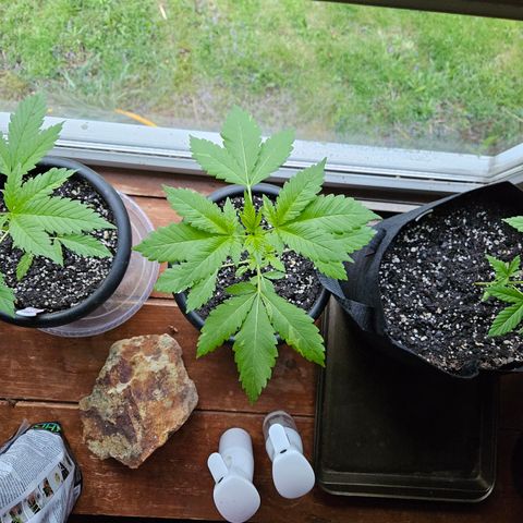 Blueberry growlog timeline photo