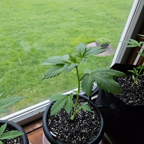 Blueberry growlog timeline photo