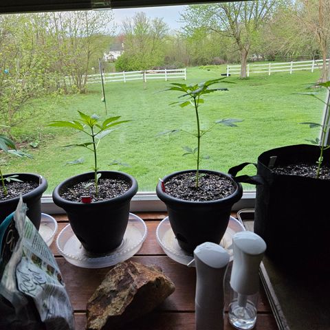 Blueberry growlog timeline photo
