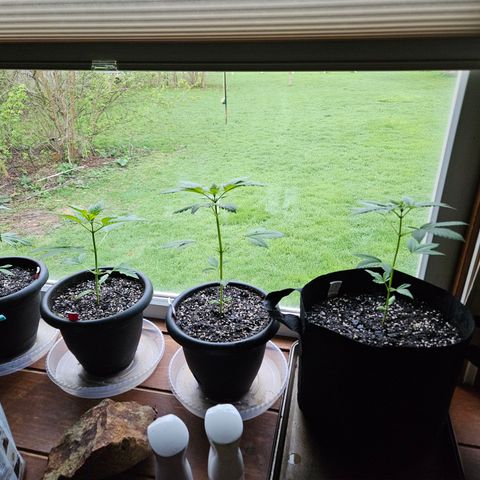 Blue Dream growlog timeline photo