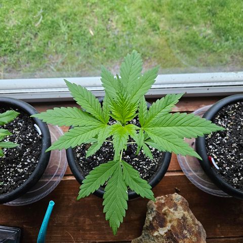 Harlequin growlog timeline photo