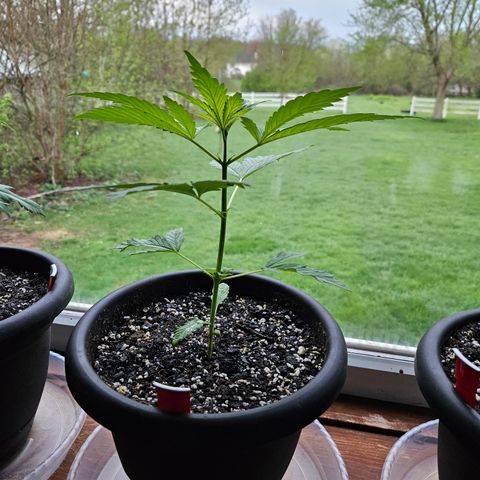 Harlequin growlog timeline photo