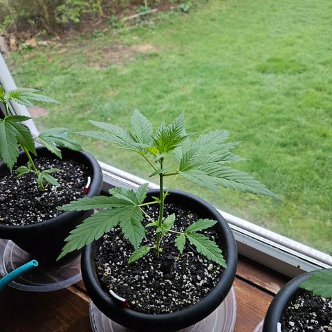 Harlequin growlog timeline photo