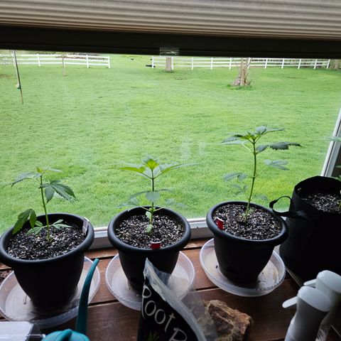 Harlequin growlog timeline photo