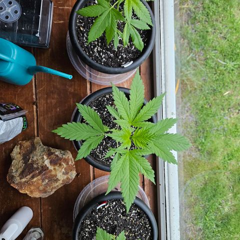 Harlequin growlog timeline photo
