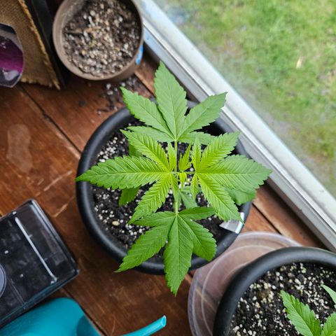 Cannatonic growlog timeline photo