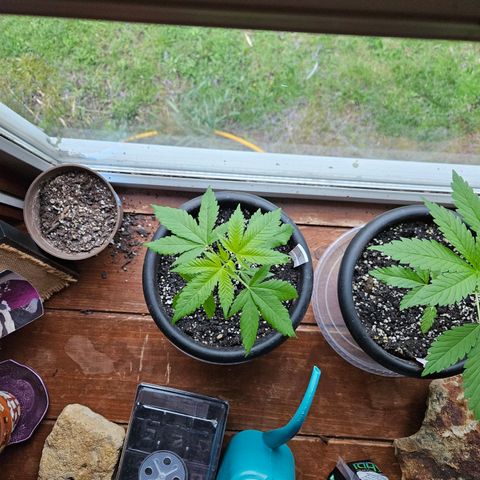 Cannatonic growlog timeline photo