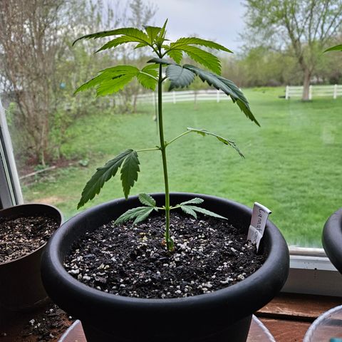 Cannatonic growlog timeline photo
