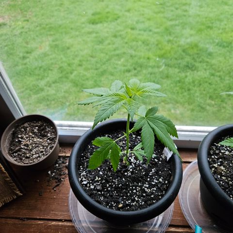 Cannatonic growlog timeline photo