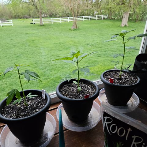 Cannatonic growlog timeline photo