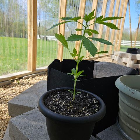 Blueberry growlog timeline photo