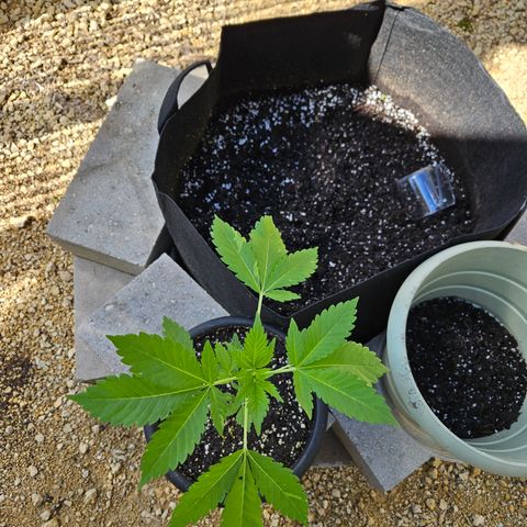 Blueberry growlog photo: Before!! 😁