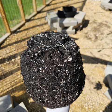 Blueberry growlog photo: The after!! 🥰
Holy roots!!! 😲😍