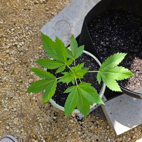 Blueberry growlog photo: The after!! 🥰
Holy roots!!! 😲😍