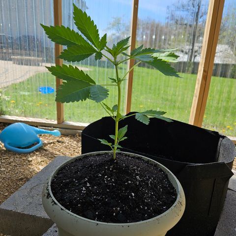 Blueberry growlog photo: The after!! 🥰
Holy roots!!! 😲😍