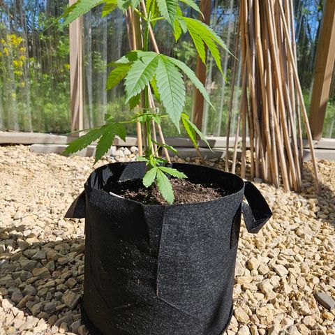 Cannatonic growlog photo: So pretty! 