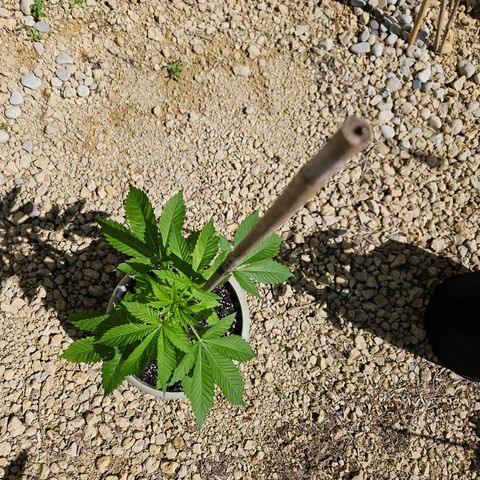 Blueberry growlog photo: Beautiful!! 😍