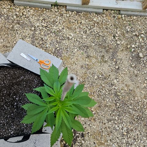 Harlequin growlog photo: Before!!