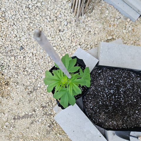 Cannatonic growlog photo: Before!!