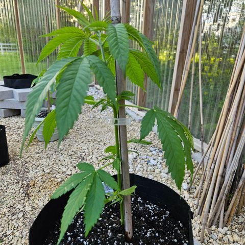 Cannatonic growlog photo: Before!!