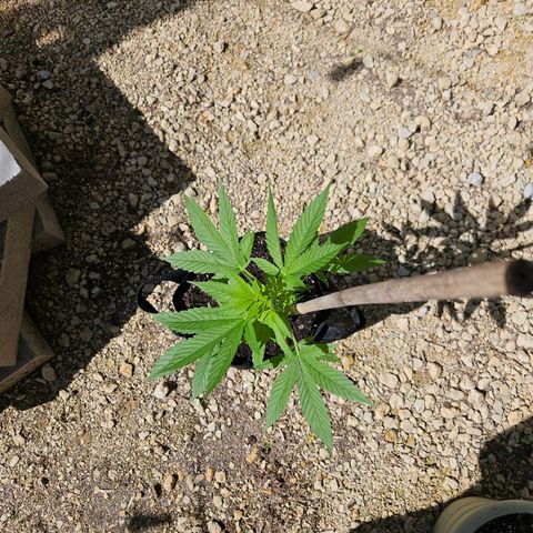 Blue Dream growlog photo: Beautiful! 😍