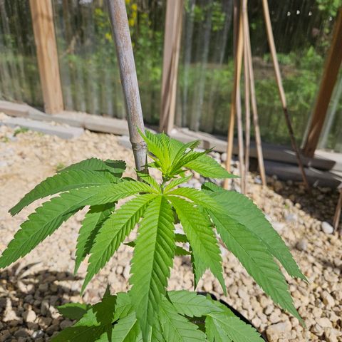 Cannatonic growlog timeline photo