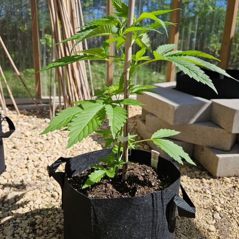 Harlequin growlog photo: Her leaves are bigger than my hand! 😍