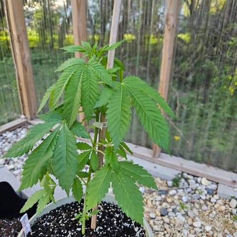 Blueberry growlog photo: Before!!