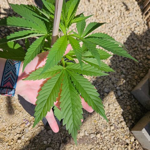 Harlequin growlog photo: Her leaves are bigger than my hand! 😍