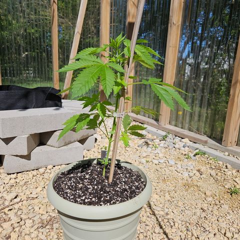 Blueberry growlog photo: Beautiful!! 😍