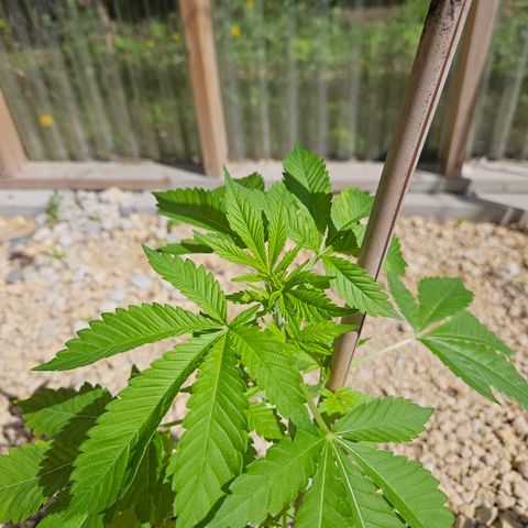 Blueberry growlog timeline photo