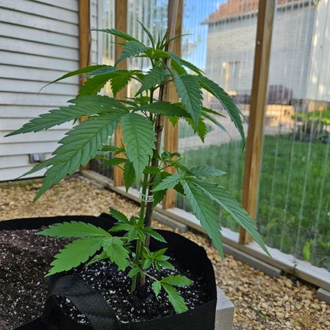 Harlequin growlog photo: Before!!